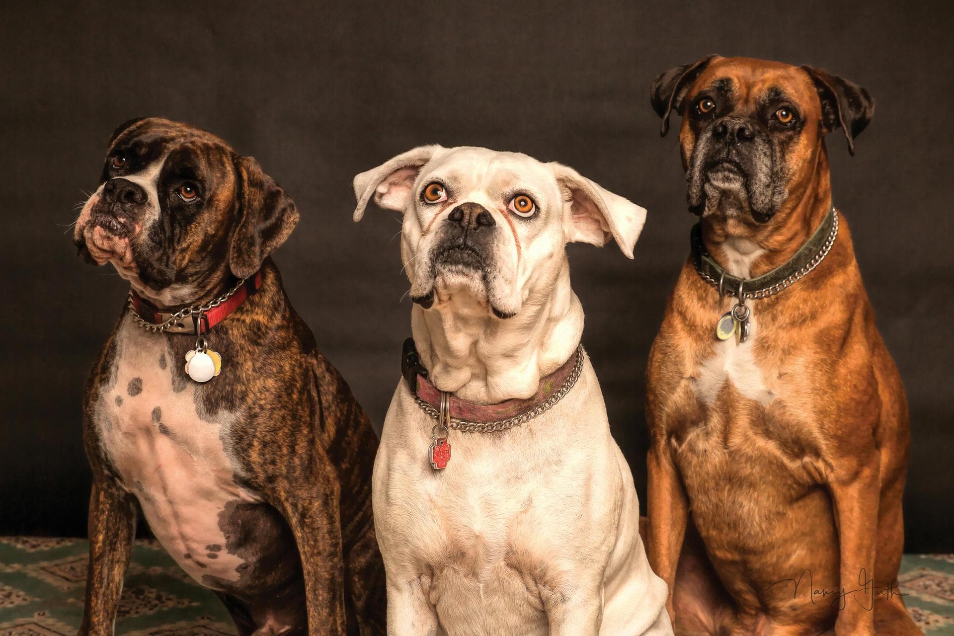 Best Vets in Salford